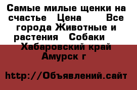 Самые милые щенки на счастье › Цена ­ 1 - Все города Животные и растения » Собаки   . Хабаровский край,Амурск г.